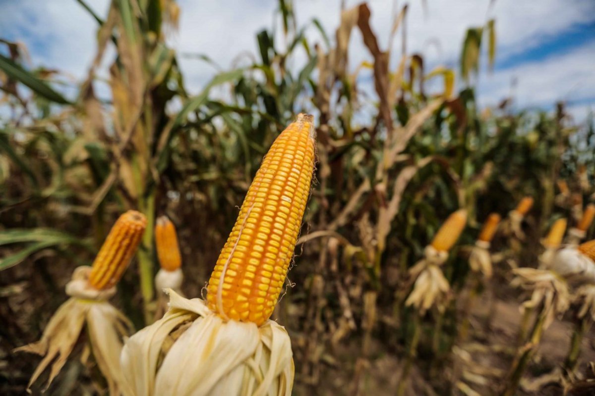 Agronegócio representa 46,3% na balança comercial brasileira