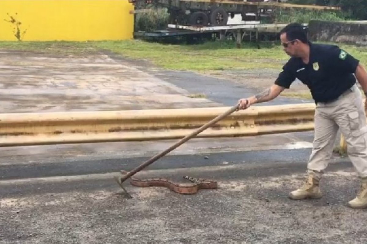 Jiboia é resgatada em situação de risco, em Simões Filho
