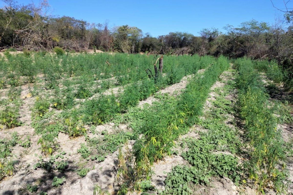 Policiais destroem duas toneladas de maconha no Oeste da Bahia