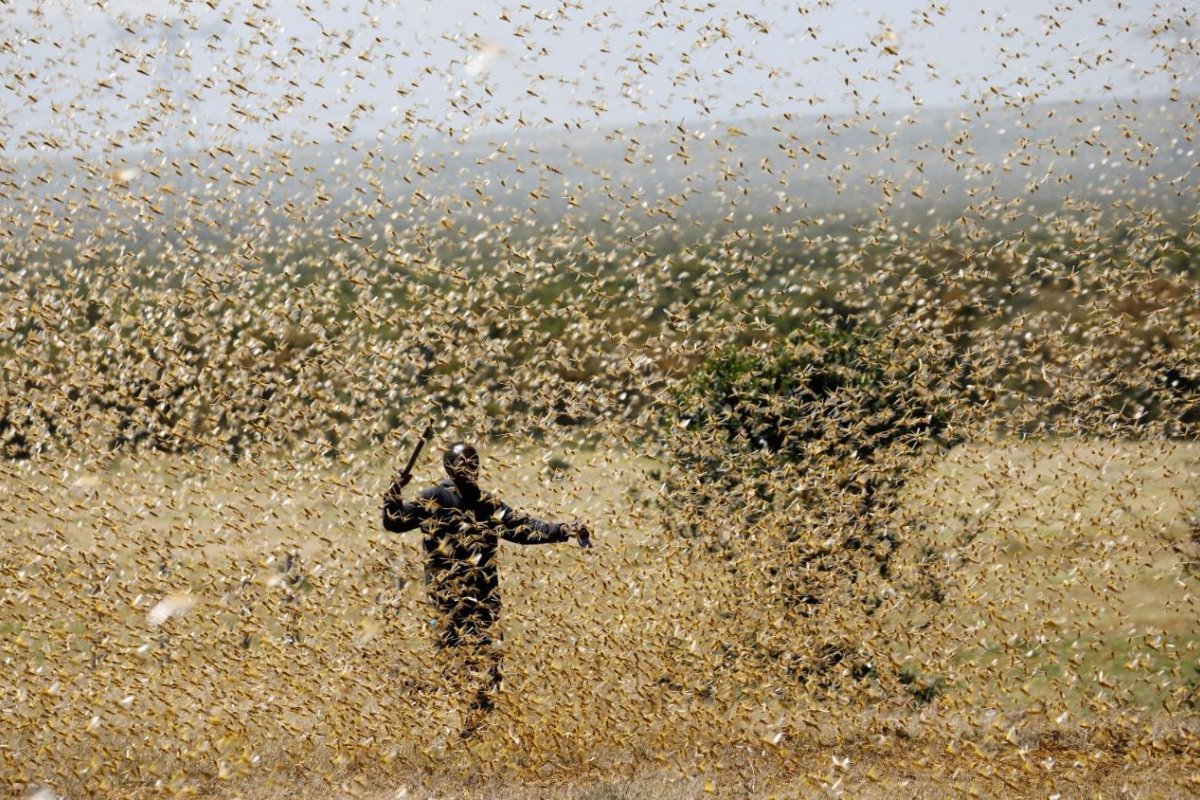 Enxame de gafanhotos ameaça plantações do leste da África
