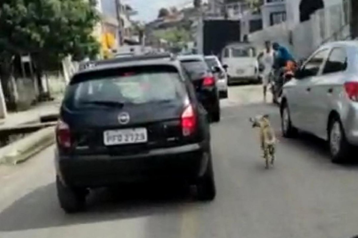 Veja vídeo: mulher registra abandono de cachorro em Recife