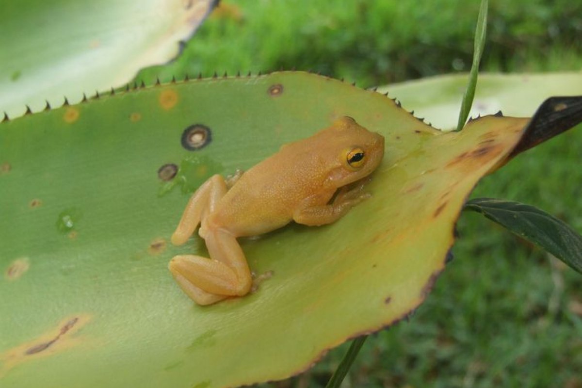 Nova espécie de perereca-de-bromélia é descoberta na Bahia
