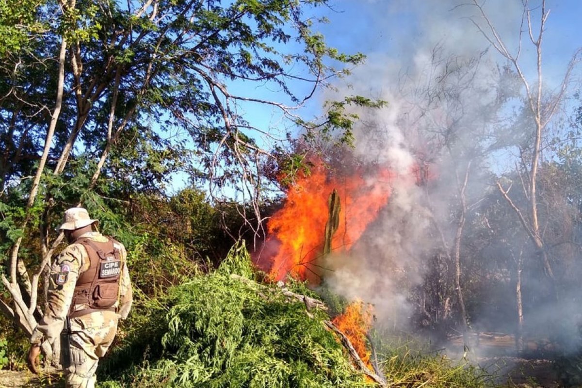 Plantação com quase 6,7 mil pés de maconha é achada no norte da Bahia