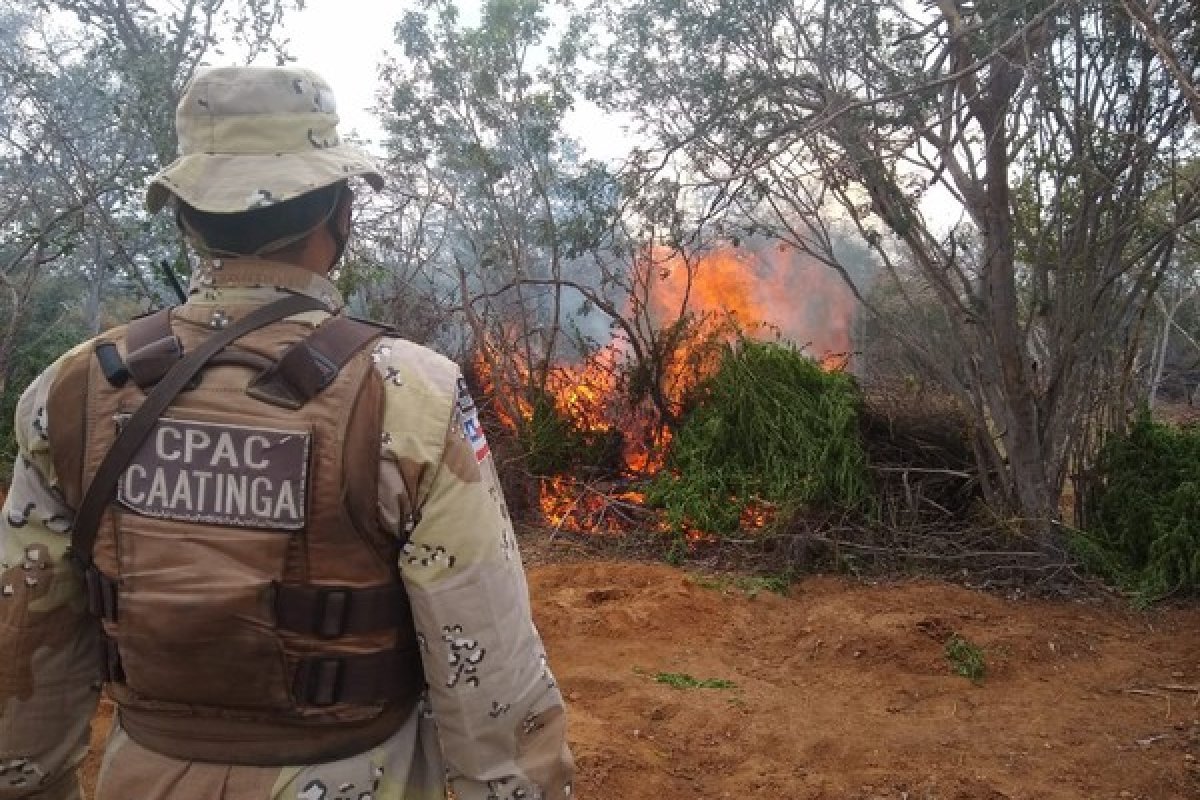 Polícia realiza incineração de mais de 16 mil pés de maconha no norte da Bahia