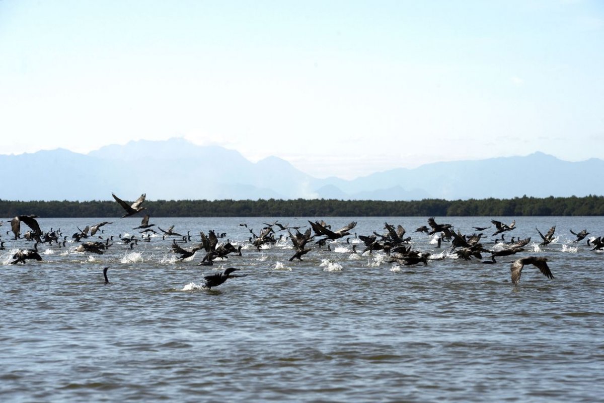 Área preservada na Baía de Guanabara é chamada de Pantanal Fluminense