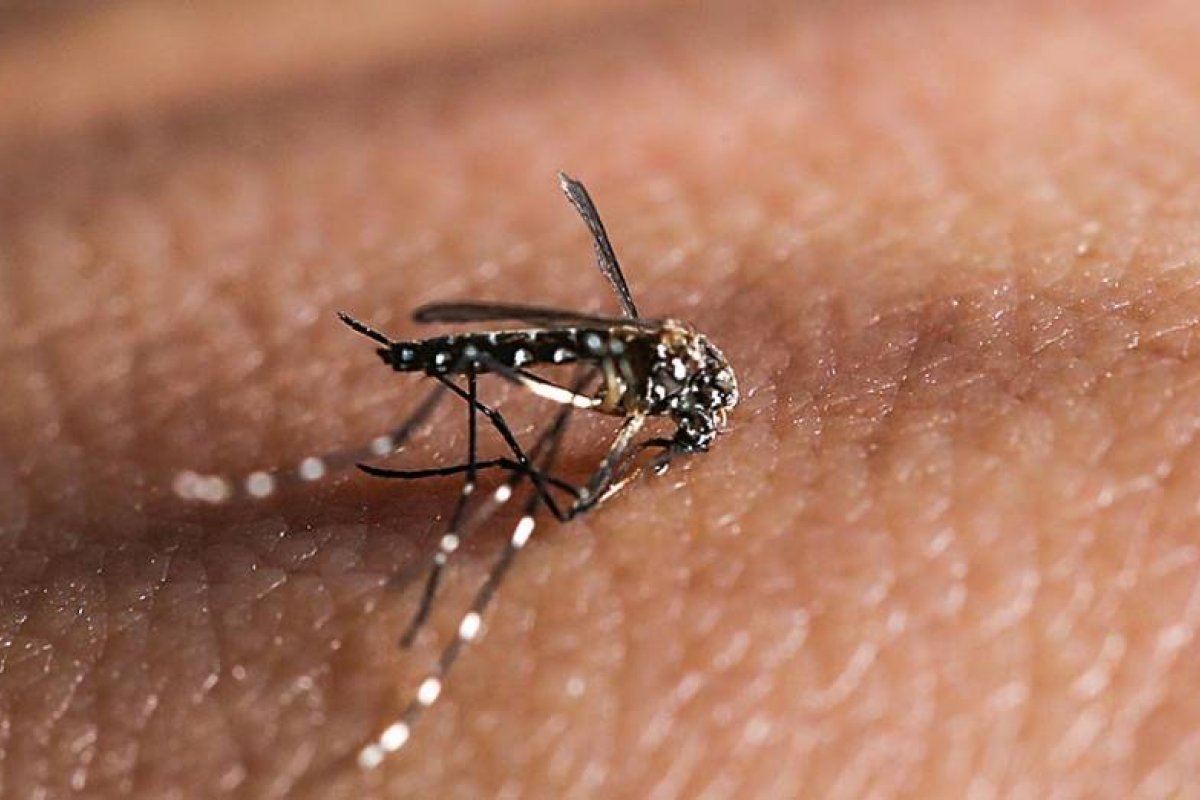 Casos de chikungunya na Bahia crescem 434% entre 2019 e 2020