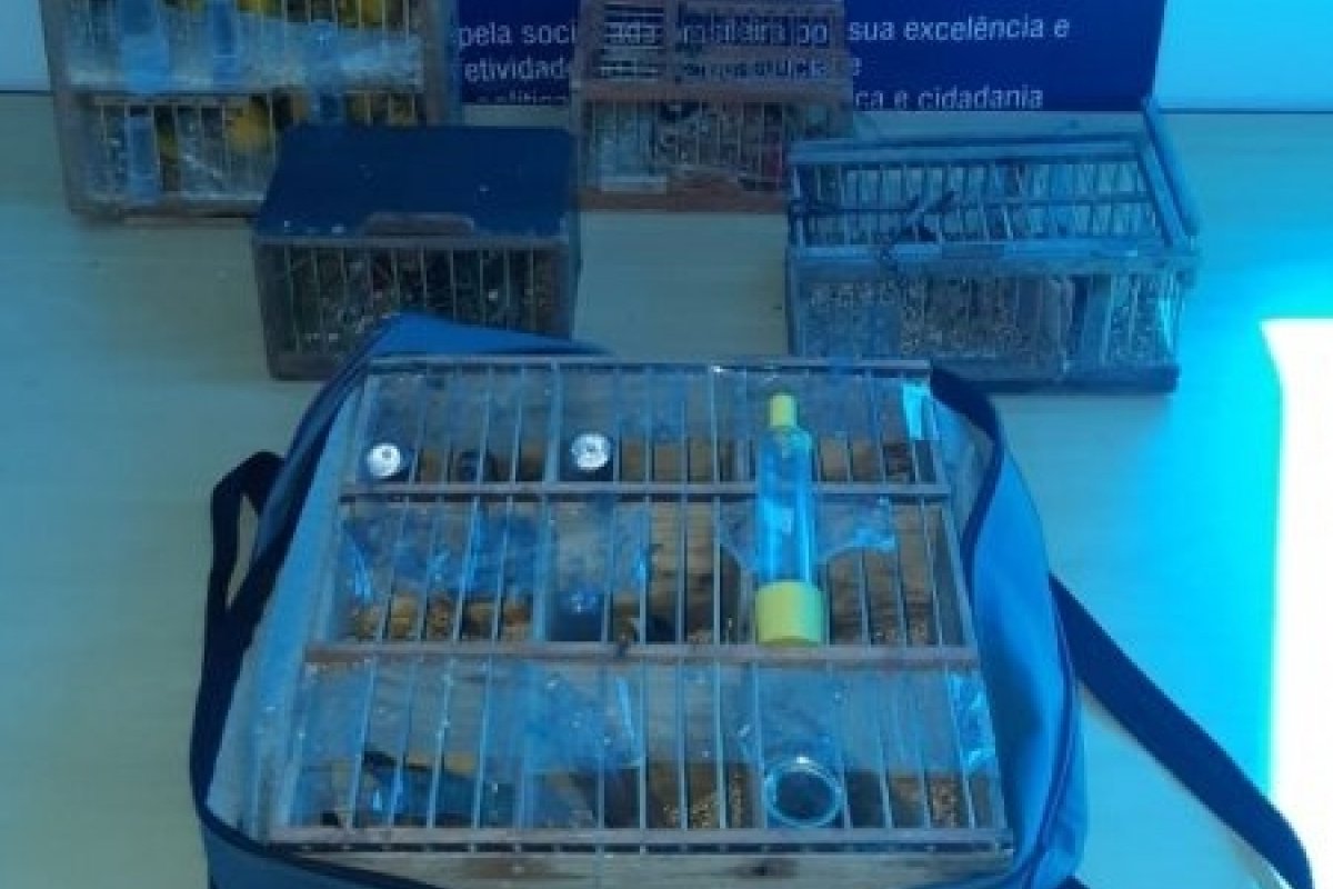 Pássaros silvestres são resgatados em situação de maus-tratos no sul da Bahia