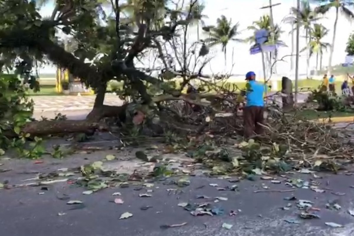 Veja vídeo: moradores denunciam derrubada de amendoeiras em orla de Ilhéus