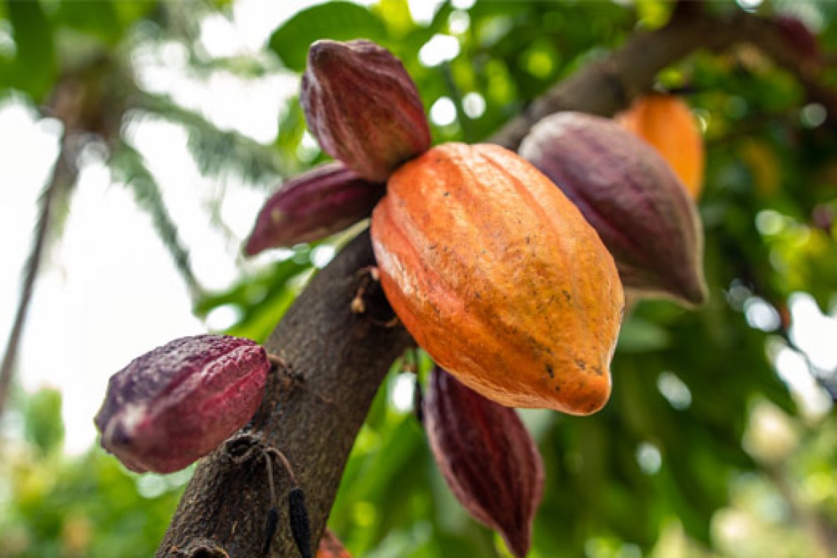 Setor produtivo do oeste baiano deseja zonear risco climático para o cultivo do cacau na região