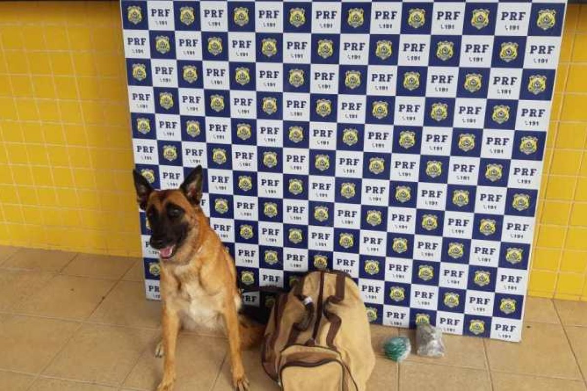 Drogas são apreendidas dentro da bagagem de uma passageiro em um ônibus de turismo