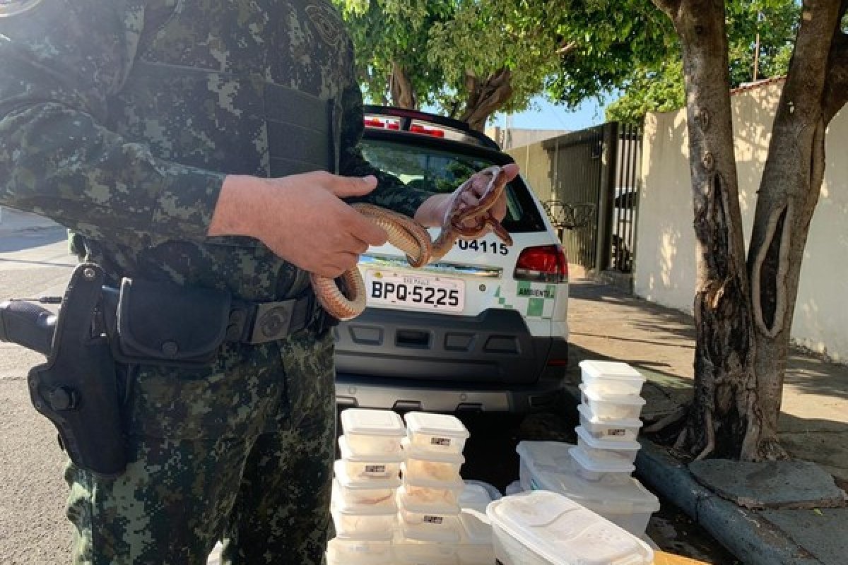 Mais de 40 cobras de espécie norte-americana são apreendidas em São Paulo