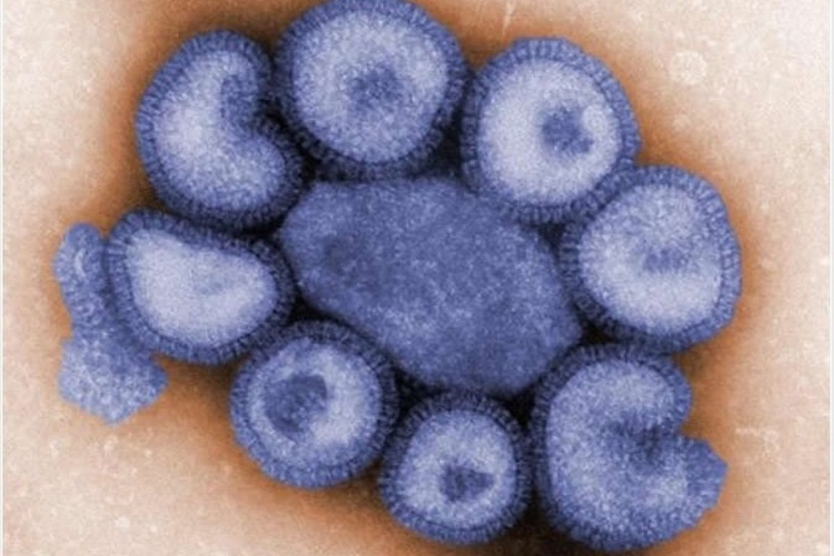 Novo vírus com potencial pandêmico é detectado no Brasil