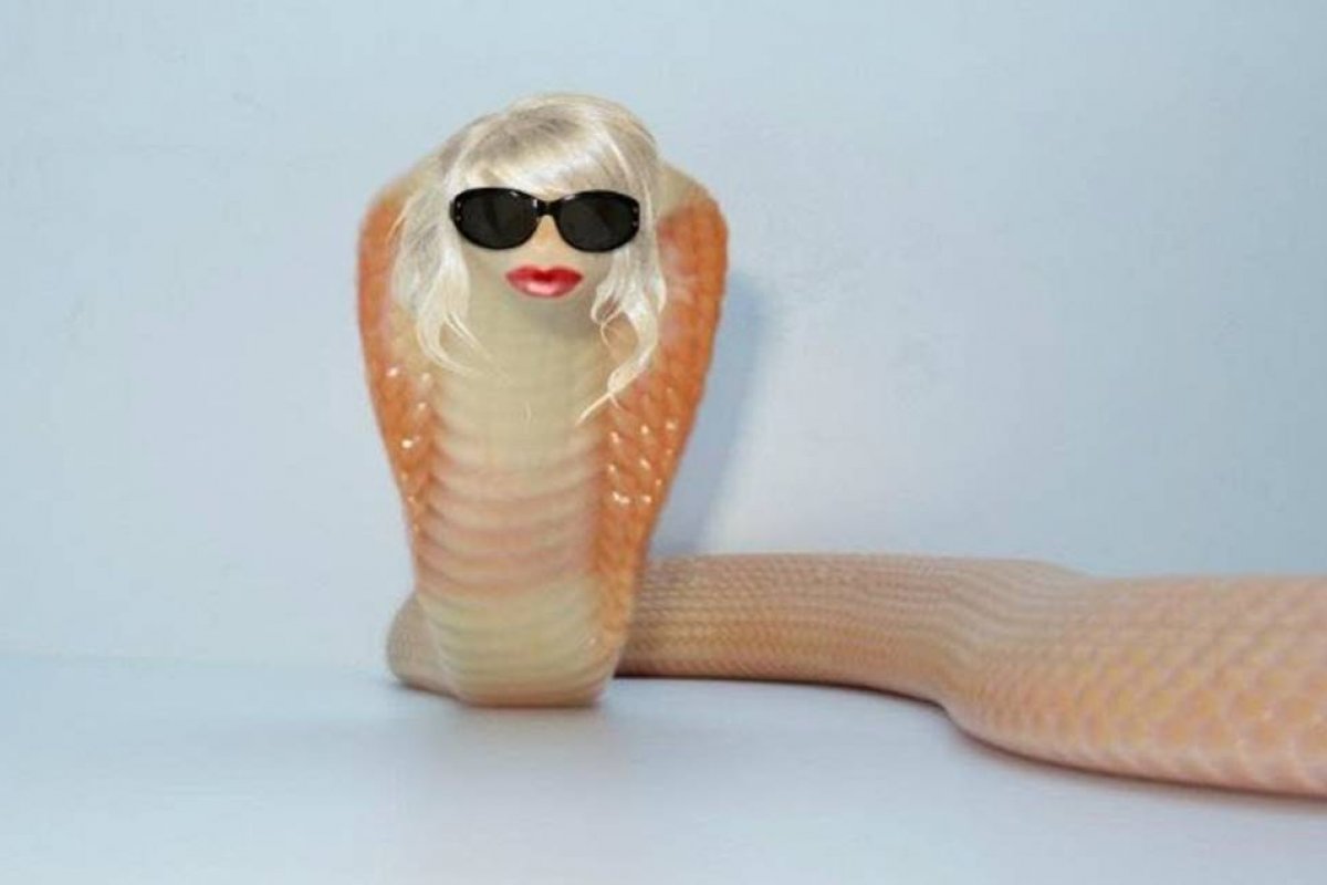 Naja que deixou estudante de veterinária em coma vira meme e ganha perfil no Twitter