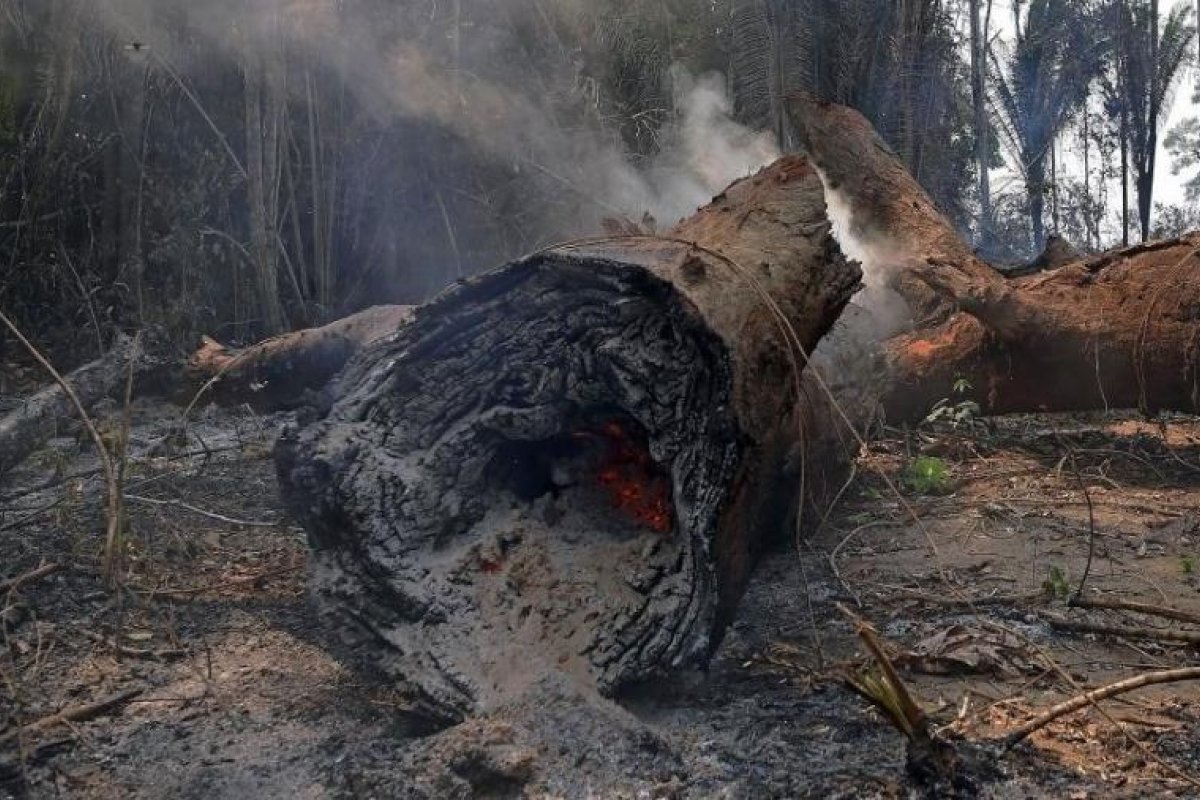 Governo demite pesquisadora responsável por monitorar Amazônia no Inpe