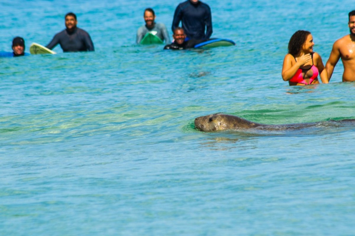 Elefante-marinho aparece em praia do Rio de Janiero