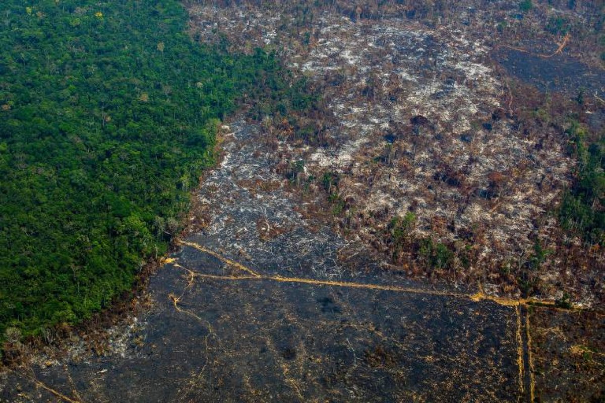 Ex-ministros e ex-presidentes do BC cobram do governo ações para desmatamento zero da Amazônia