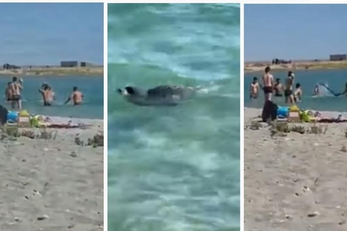 Banhistas agridem foca a pauladas para crianças tirarem foto com o animal