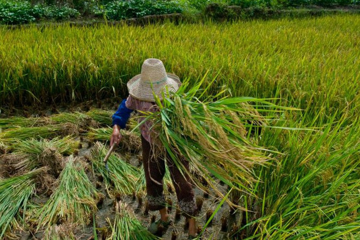 Governo divulga plano de atendimento às vítimas de trabalho escravo