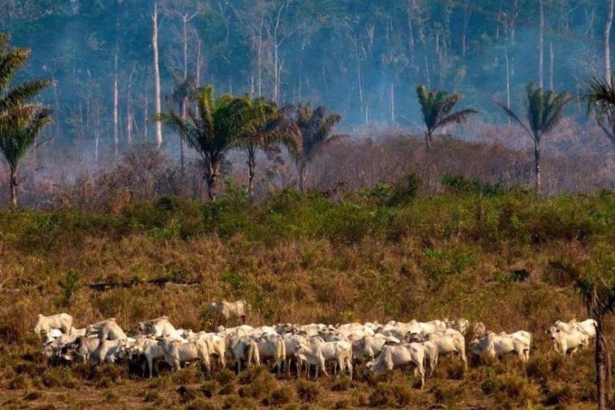 Estudo revela que 2% das propriedades da Amazônia e Cerrado são responsáveis por 62% do desmatamento ilegal