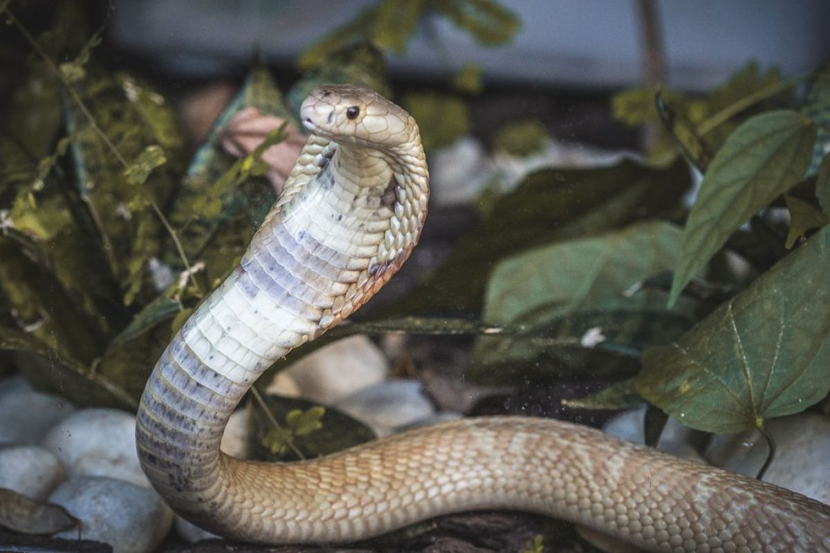 Operação 'Snake': polícia do DF cumpre mandados de busca em operação contra tráfico de animais