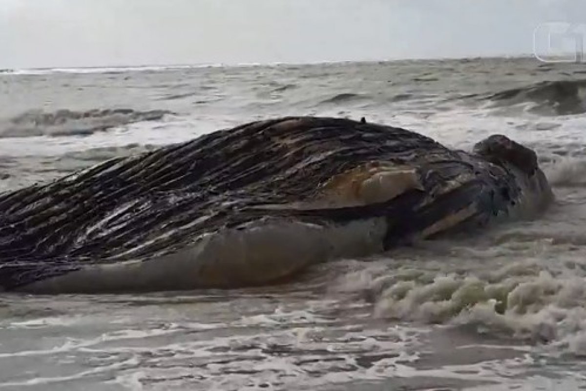 Baleia jubarte é encontrada morta em praia de Alcobaça, no sul da Bahia