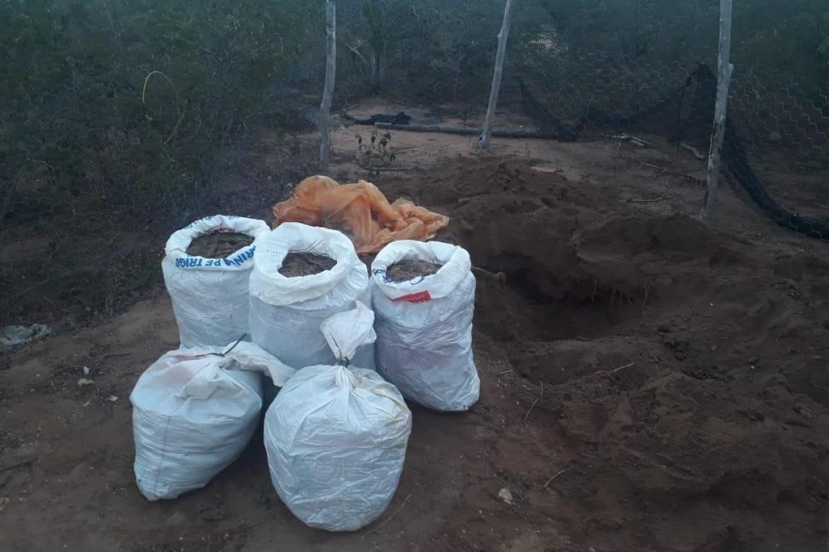 Investigadores encontram 100 kg de maconha na zona rural de Ipirá