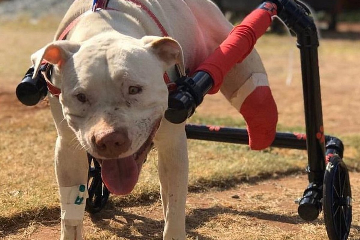 Suspeito de decepar patas de cão pitbull na Grande BH é multado