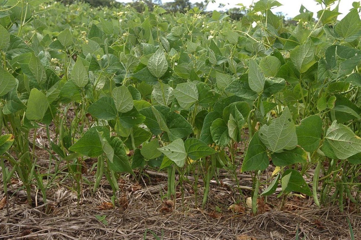 Estudo projeta redução de áreas de produção de arroz e feijão