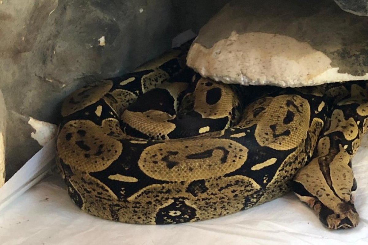 Brasil possui 1,3 mil cobras em cativeiro, aponta Ibama