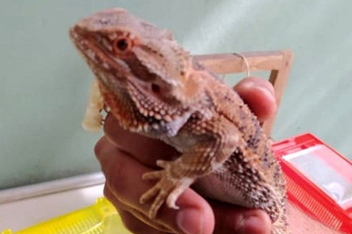 PM cumpre mandado de busca e apreende sete animais silvestres dentro de uma casa