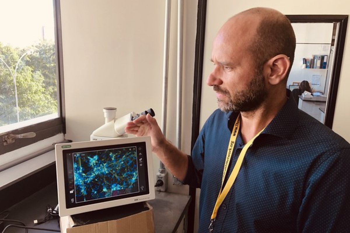 Cientistas descobrem mecanismo que bloqueia ação do zika vírus em camundongos