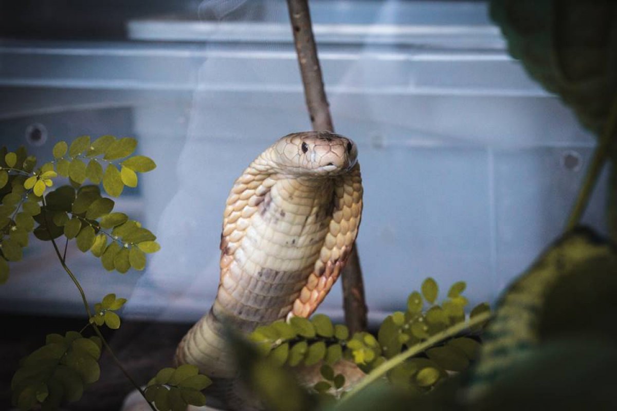 Polícia de Brasília investiga se houve manipulação do veneno de cobra para produzir drogas