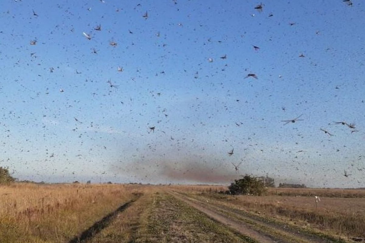 Ministério da Agricultura descarta indicação da vinda de gafanhotos para o Brasil