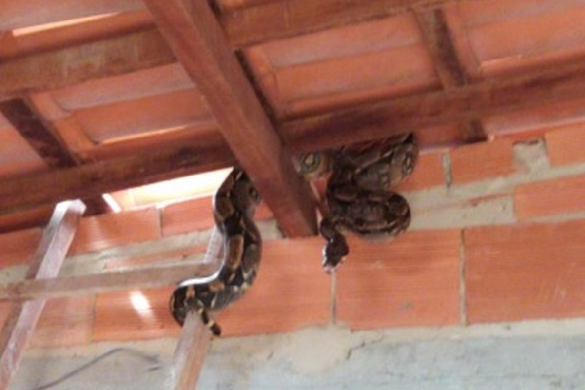 Jiboia com aproximadamente dois metros é resgatada em telhado de casa na RMS