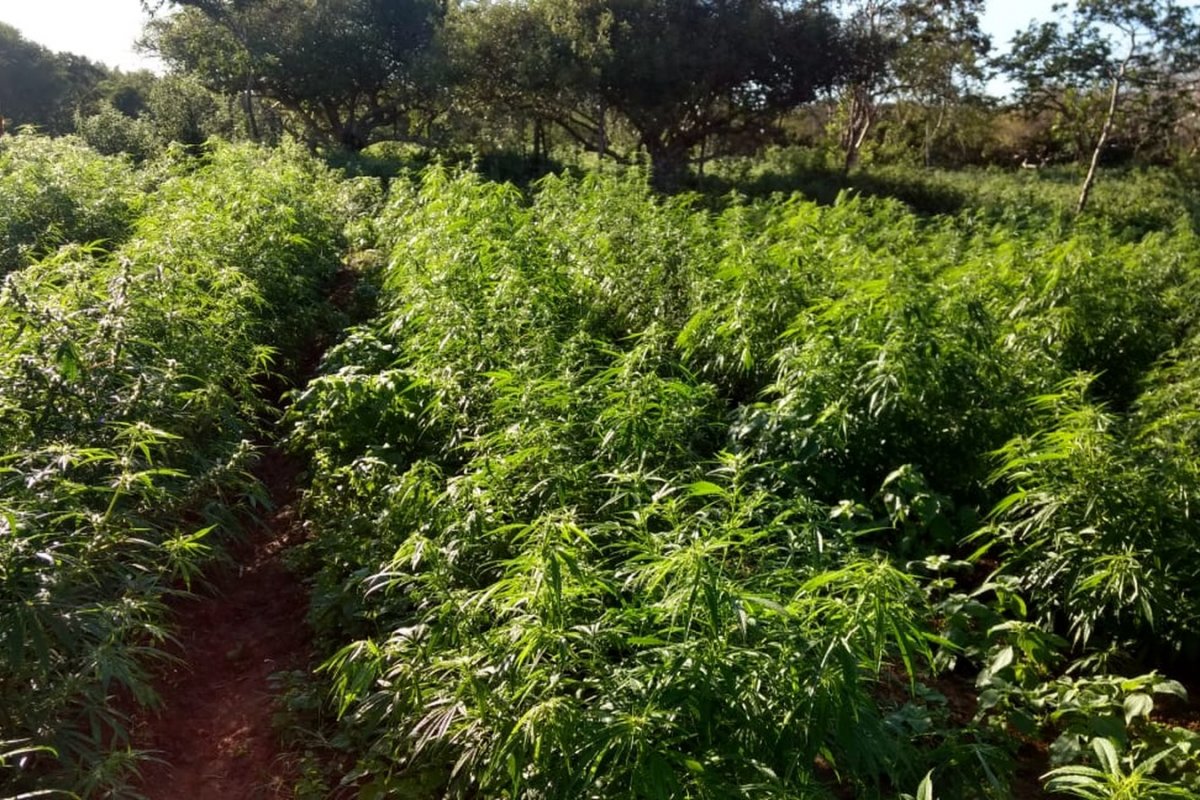 Plantação de maconha é descoberta em Euclides da Cunha; suspeito morreu baleado