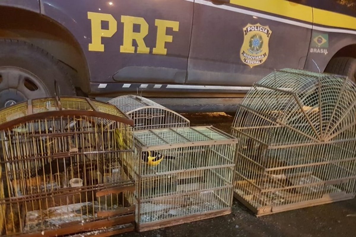 Operação da PRF resgata mais de 130 animais silvestres e exóticos aprisionados na Bahia