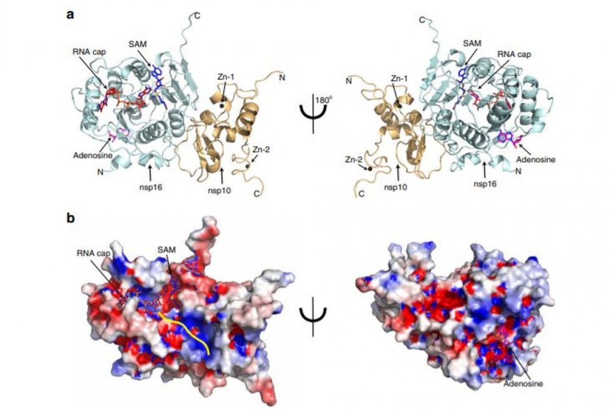 Estudo aponta que novo coronavírus usa enzima em 'camuflagem' que permite enganar células durante invasão