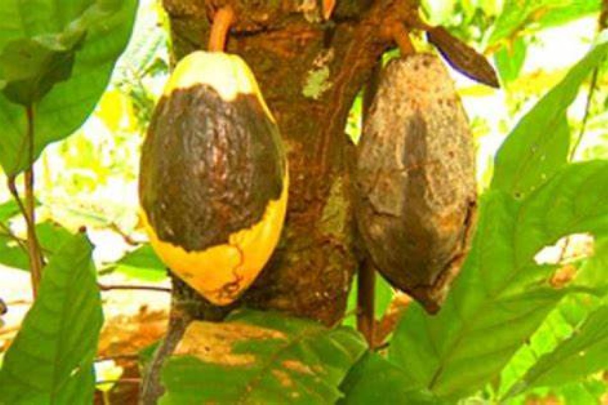 "Soicídio" do PT teria provocado a praga da vassoura-de-bruxa para região cacaueira da Bahia