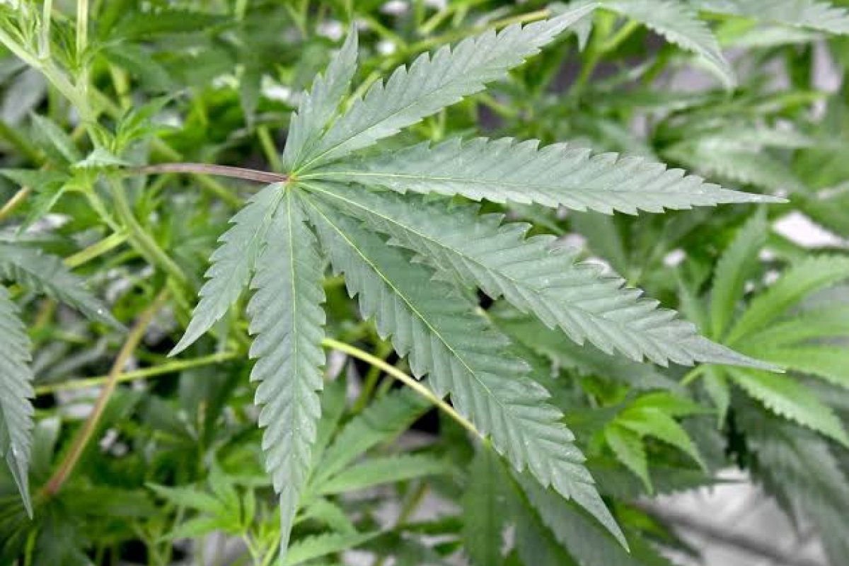 Jovem de 21 anos ganha liminar para cultivar Cannabis e tratar depressão