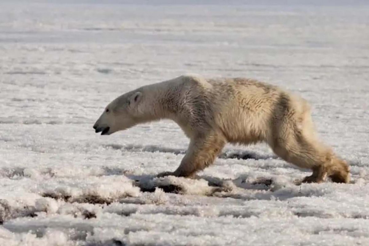 Urso-polar pode ser extinto daqui a 80 anos por causa de fome