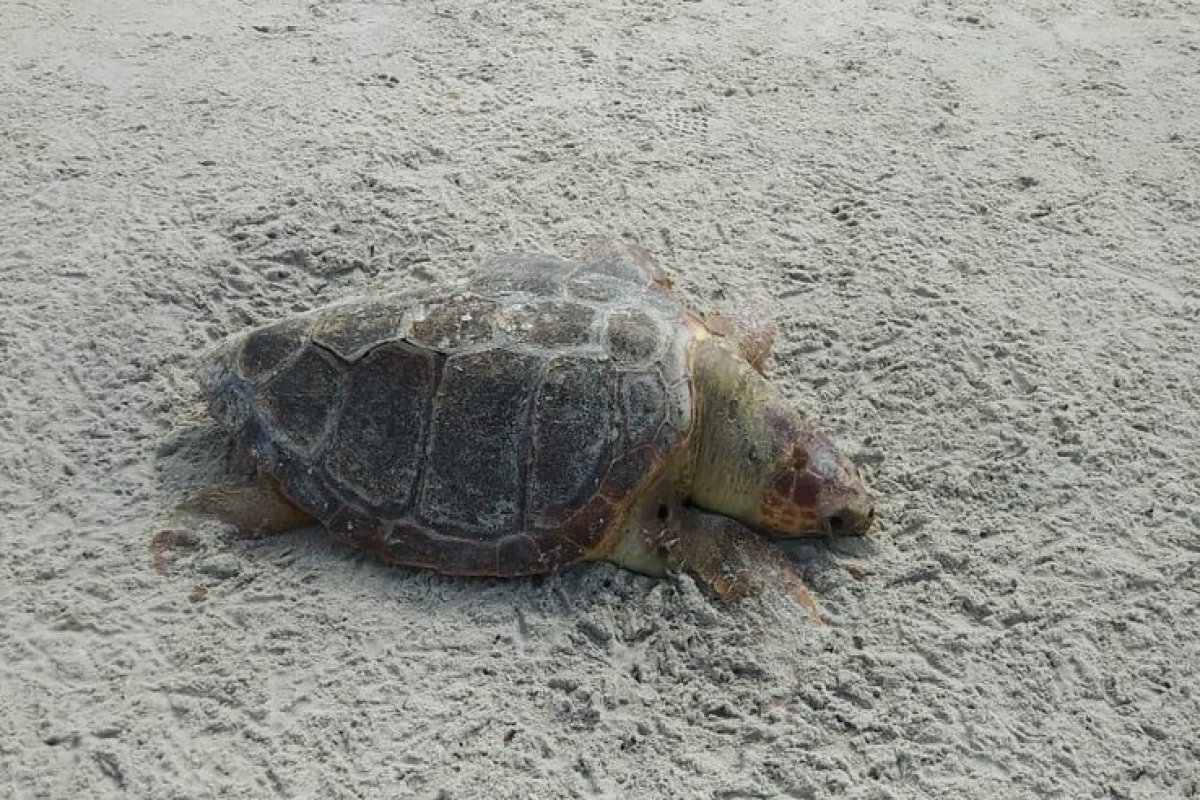 Em três dias, cinco tartarugas são encontradas mortas no litoral sul da Bahia 