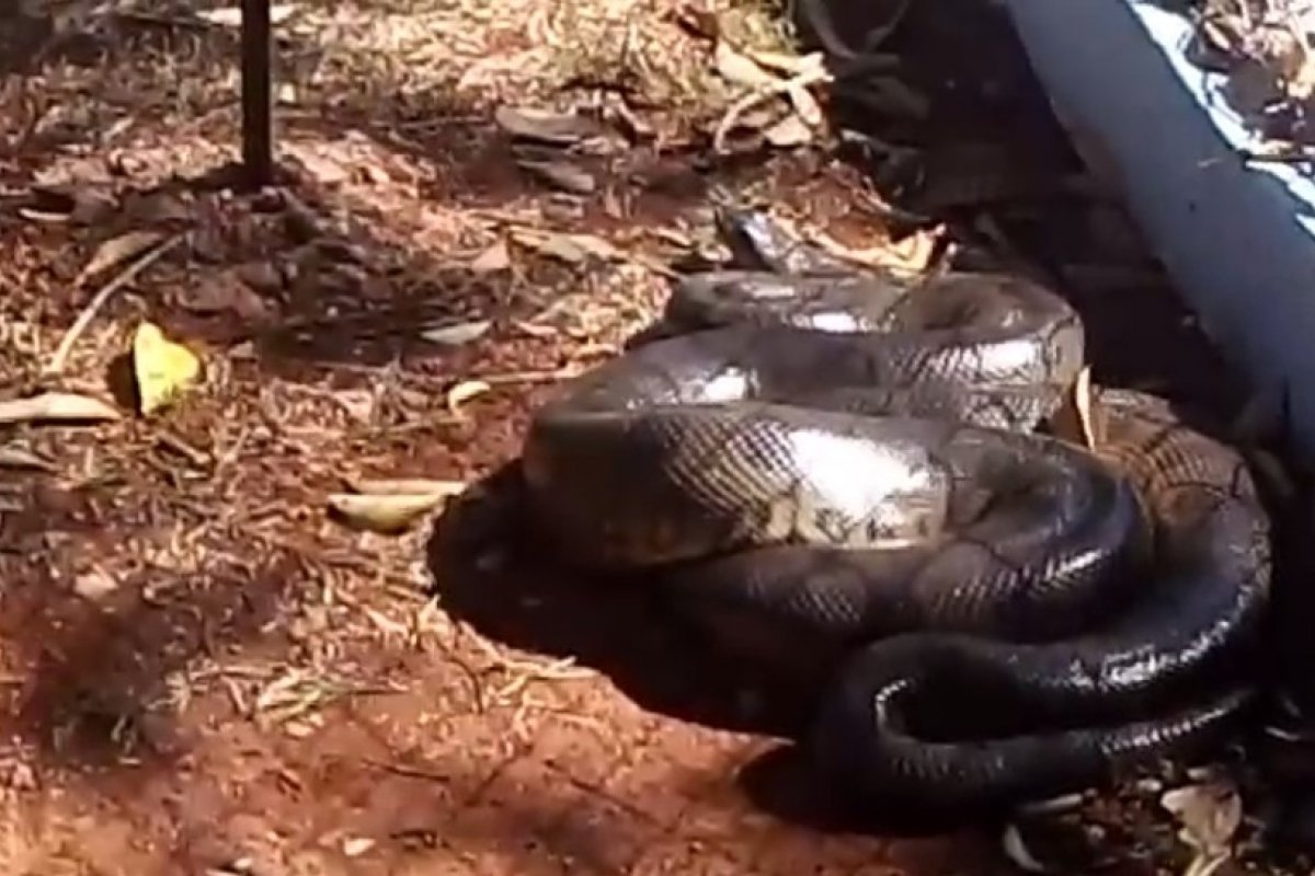 Sucuri de três metros é encontrada próximo a uma represa