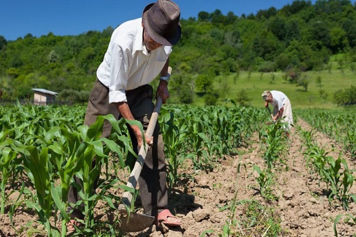 Agricultor, diversificador de produção