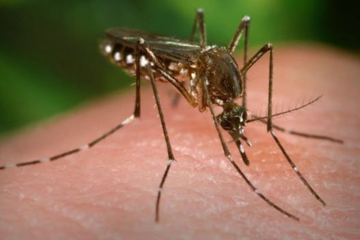 Mais de 200 casos de dengue são registrados em uma semana em Vitoria da Conquista