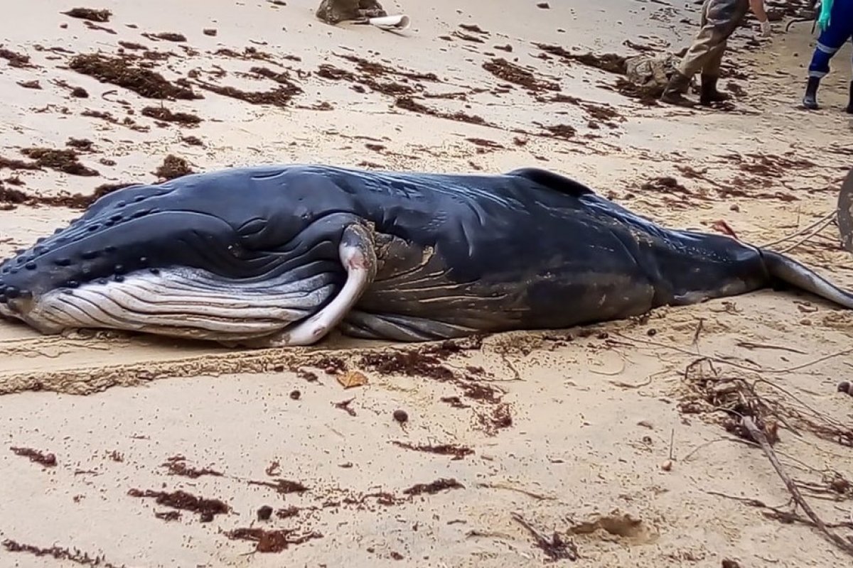 Filhote de baleia é encontrado morto em praia no sul da Bahia