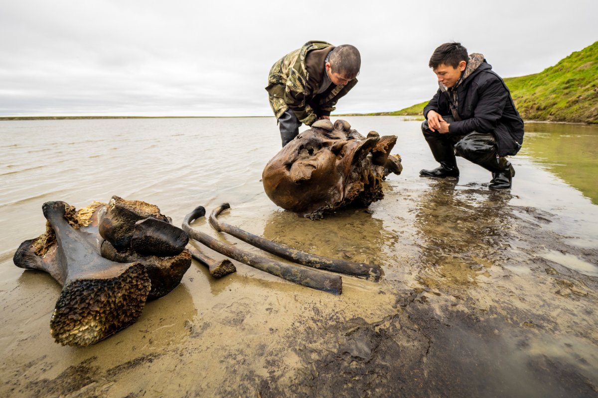 Ossos de mamute são encontrados intactos em um lago no Ártico