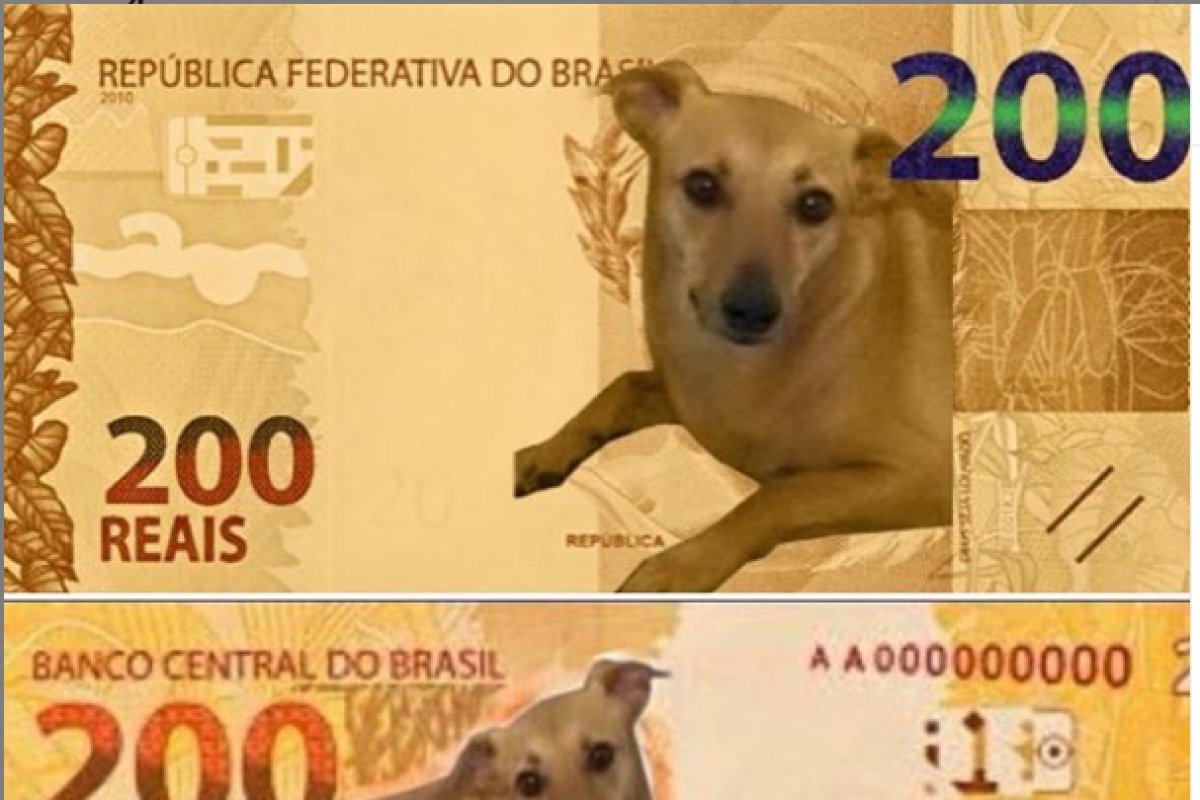 Deputado federal organiza abaixo-assinado que pede que um vira-lata ilustre a nota de R$ 200