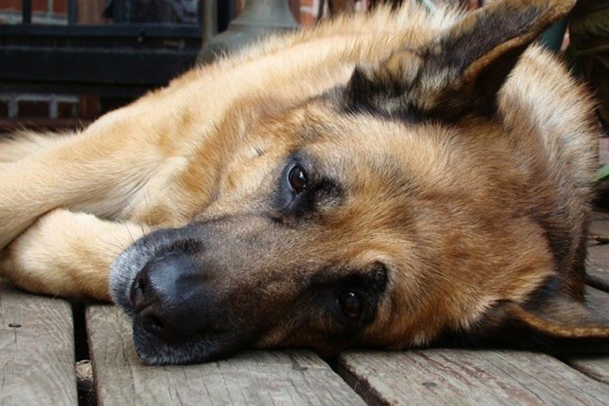 Morre Buddy, primeiro cachorro a testar positivo para coronavírus nos EUA
