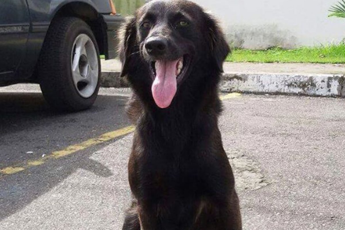 Shopping em Camaçari promove Feira de Adoção Virtual