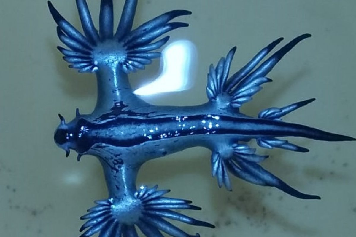 "Dragão azul" chama atenção em praias de Salvador